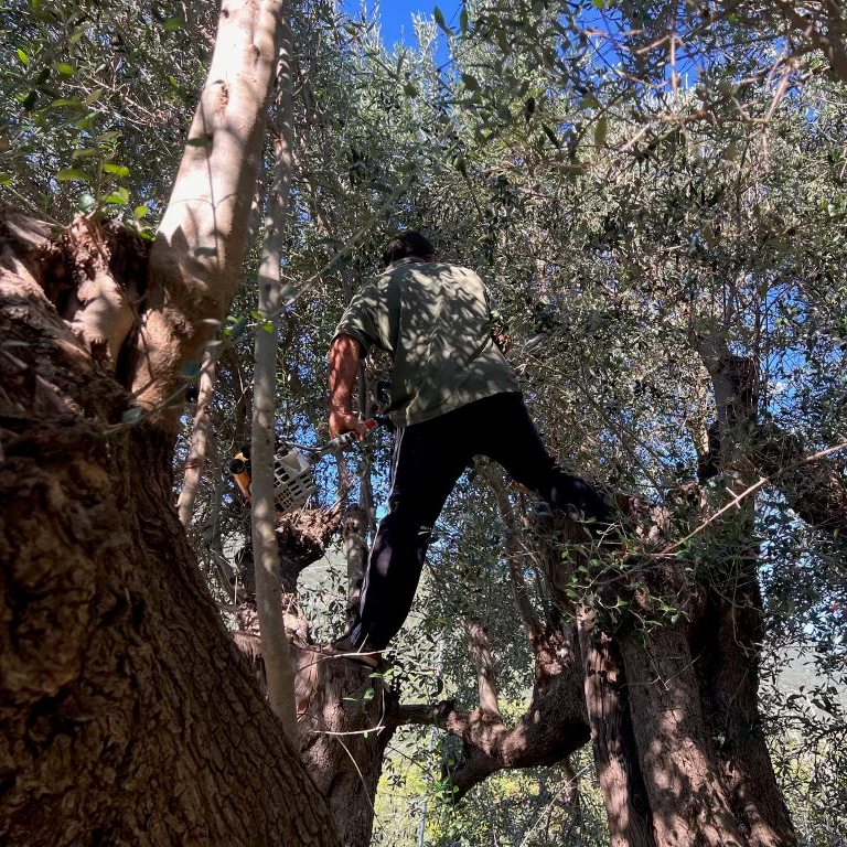 Special Micro Grove Harvest Olive Oil