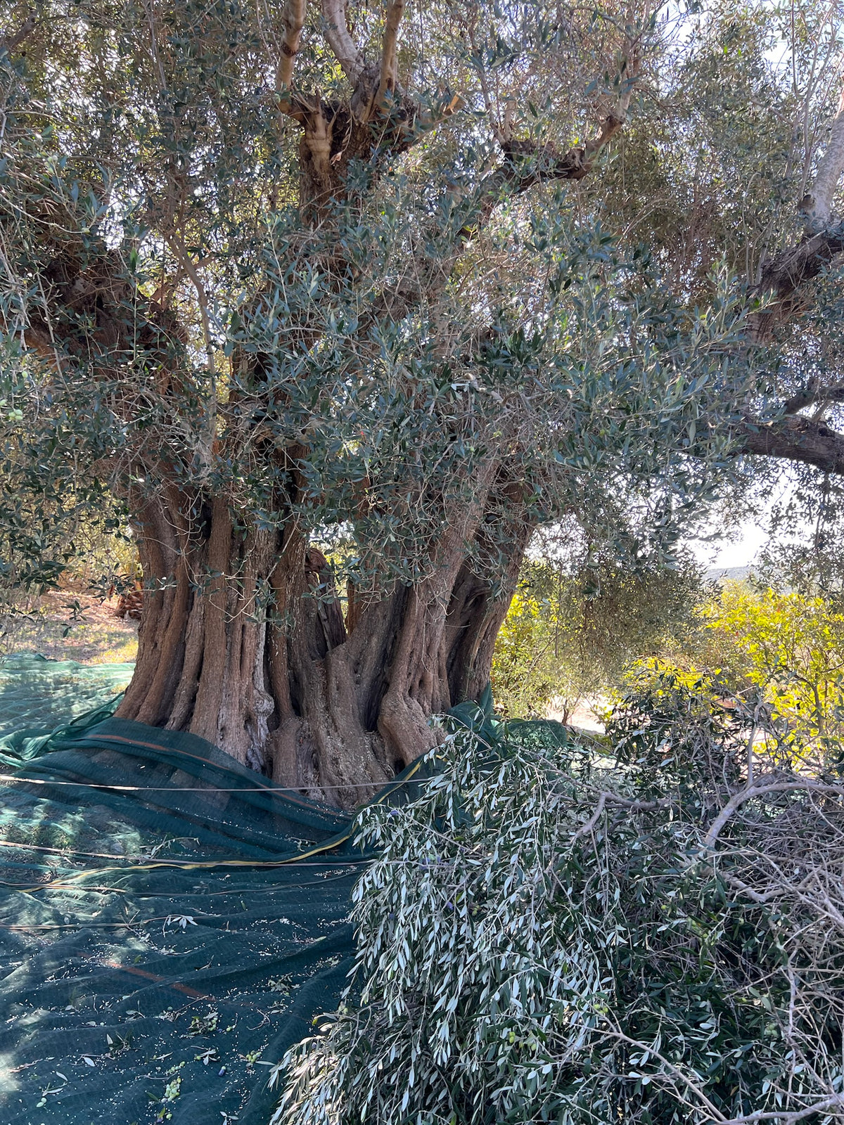 Special Micro Grove Harvest Olive Oil
