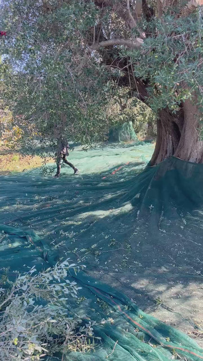 Special Micro Grove Harvest Olive Oil